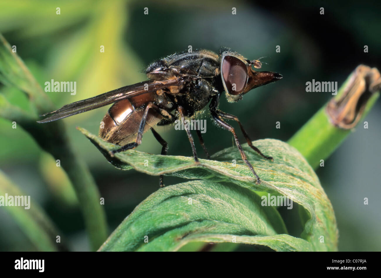 Campo Hoverfly (Rhingia campestris) Foto Stock