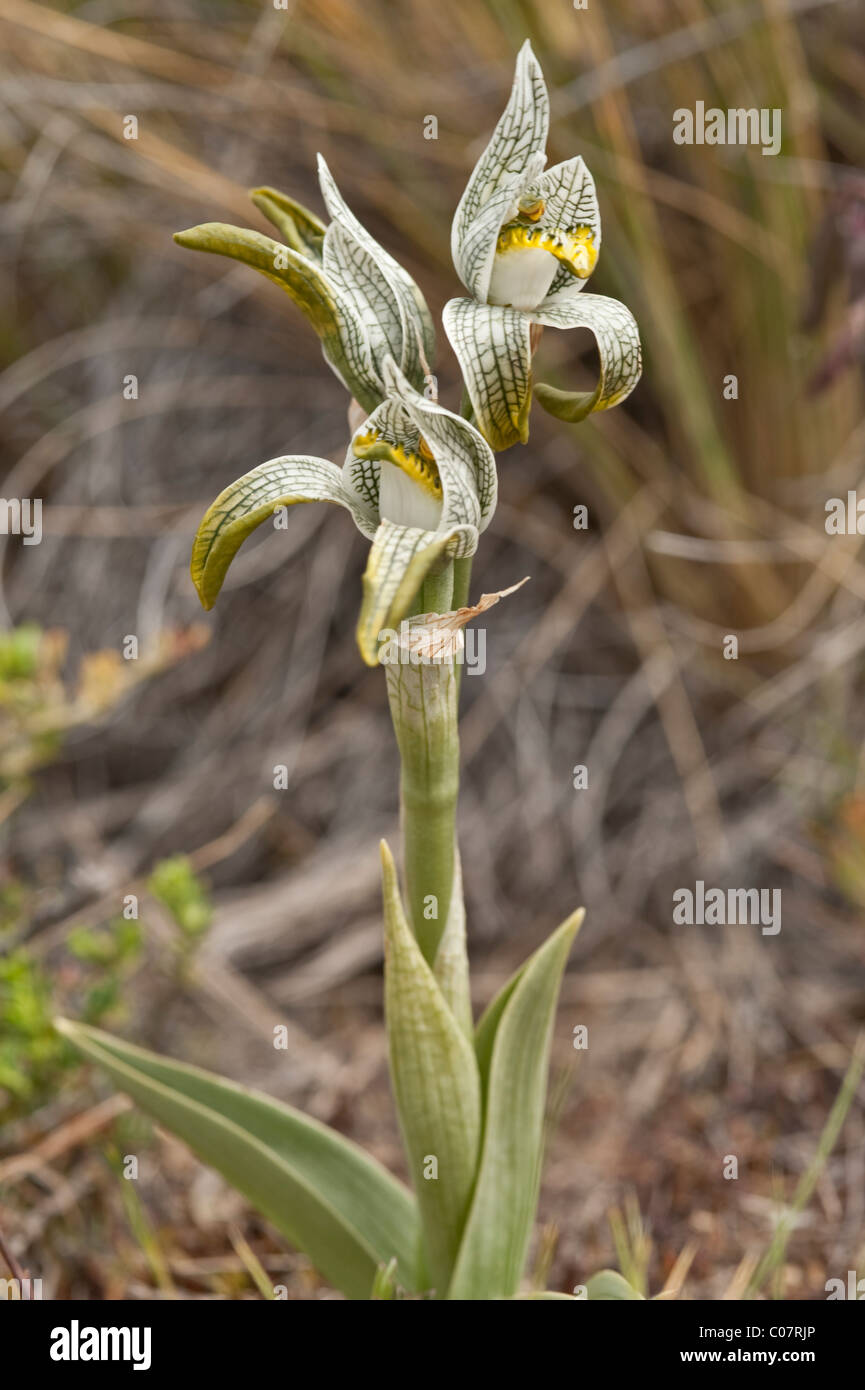 Porcellana o mosaico Orchidea (Chlorea magellanica) fiori Parco Nazionale Torres del Paine, Patagonia, Cile, Sud America Foto Stock