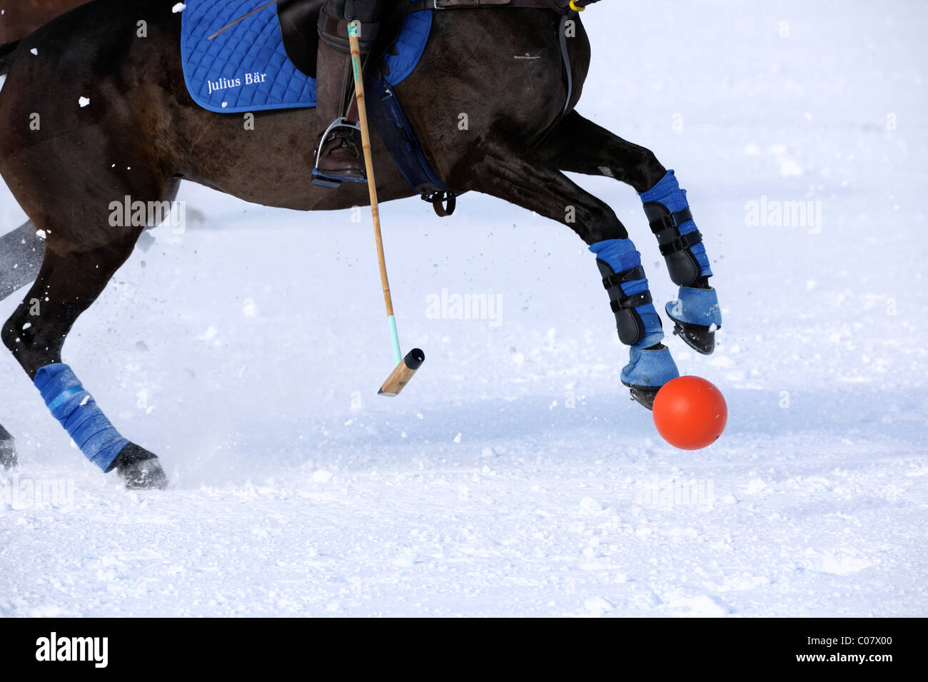 Polo Horse con bende di blu, Julius Baer Team e polo rossa, a sfera 26. Moritz Polo World Cup sulla neve, San Moritz Foto Stock