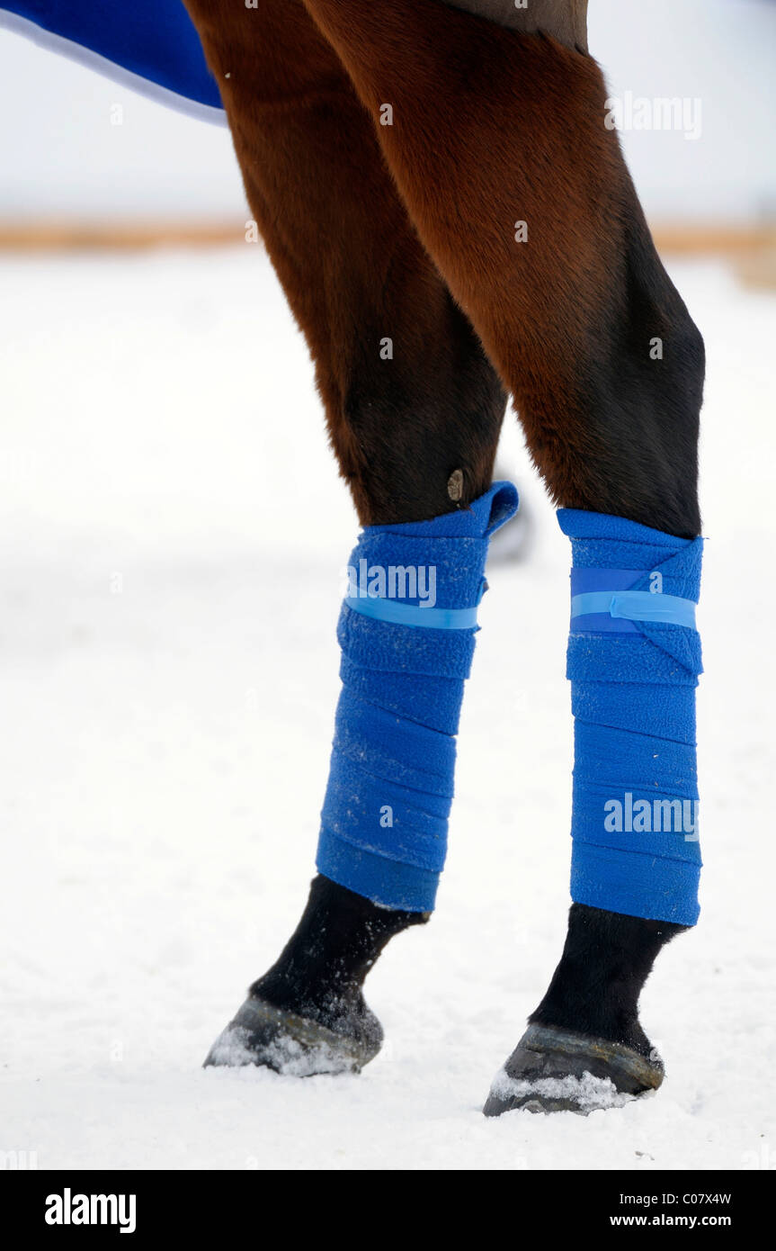 Polo Horse con bende di blu, polo torneo, 26. Moritz Polo World Cup sulla neve, San Moritz, alta Engadina Engadin Foto Stock