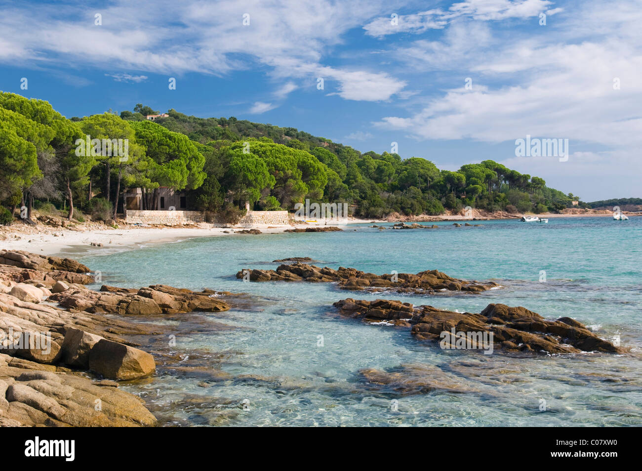 Alberi di pino sulla spiaggia, golfo di Pinarellu, East Coast, Corsica, Francia, Europa Foto Stock