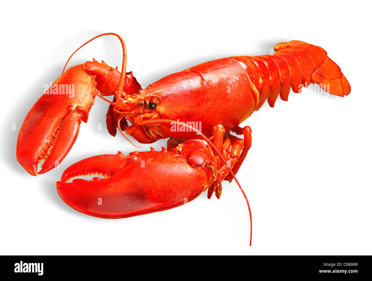 Red Lobster isolato su sfondo bianco con il percorso Foto Stock