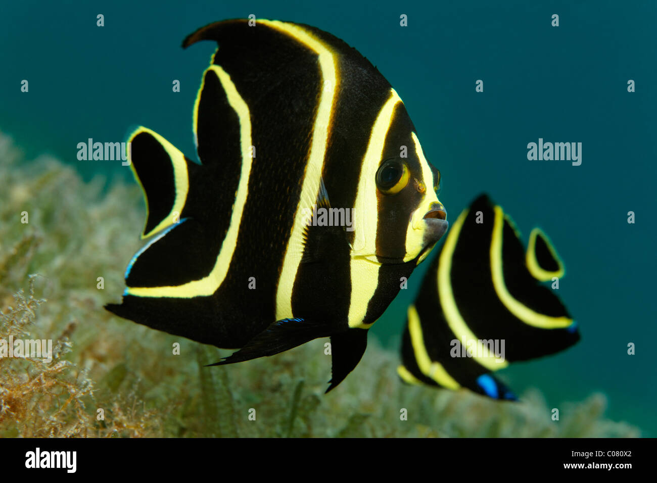 French Angelfish, (Pomacanthus parù), forma giovanile, nuoto al di sopra delle alghe marine, Saint Lucia, Saint Lucia Island Isole Sopravento Foto Stock