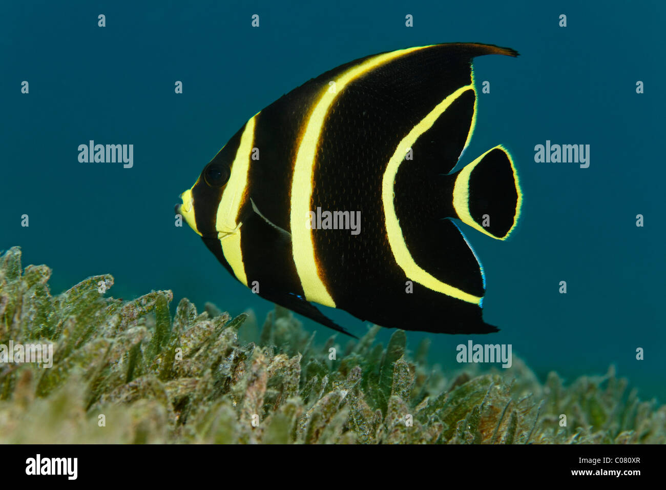 Francese (Angelfish Pomacanthus parù), forma giovanile, nuoto al di sopra delle alghe marine, Saint Lucia, Saint Lucia Island Isole Sopravento Foto Stock