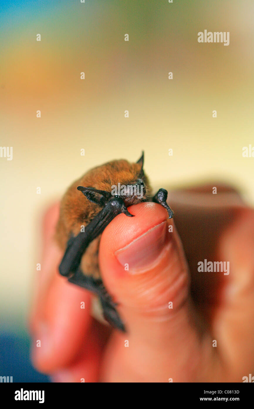 (Pipistrelle Pipistrellus pipistrellus) seduti su un pollice Foto Stock