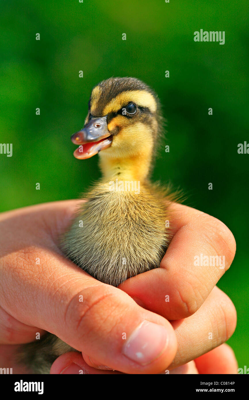 Indian runner duck (Anas platyrhynchos f. domestica) anatroccolo essendo trattenuto da una mano Foto Stock