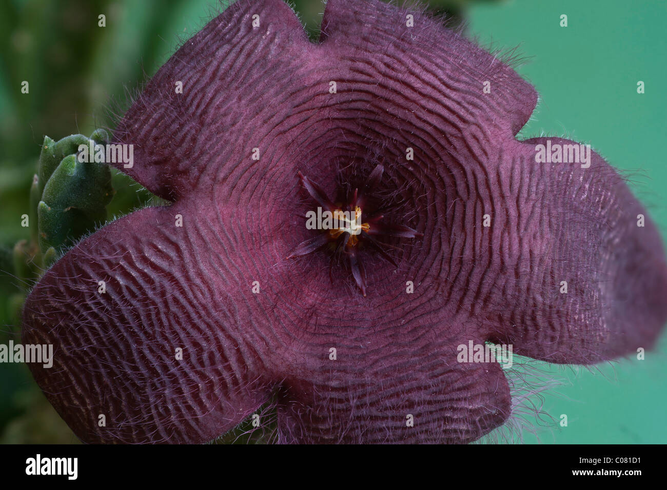 Carrion impianto, Starfish fiore, o Starfish cactus (Stapelia grandiflora), fiore Foto Stock
