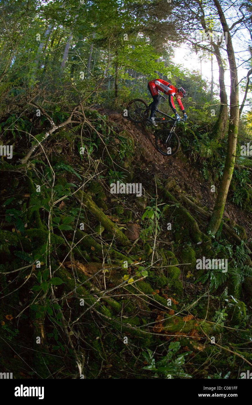 Mountain Biker scorre giù per un sentiero in una fitta foresta nel Regno Unito Foto Stock
