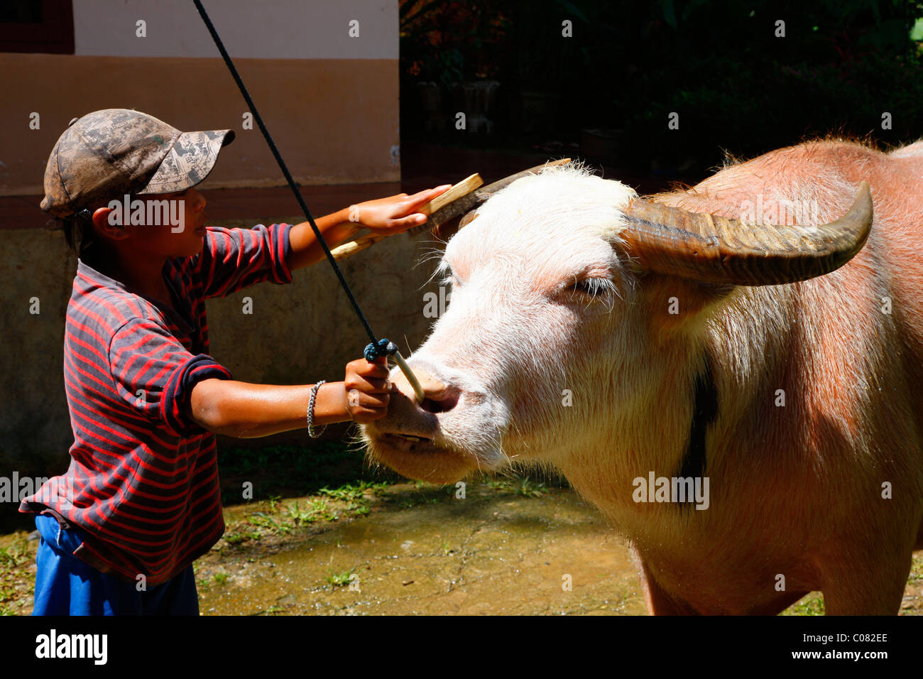 Bufalo d'acqua essendo lavato da ragazzo, Londa, Toraja cultura, Sulawesi, Indonesia, Asia Foto Stock