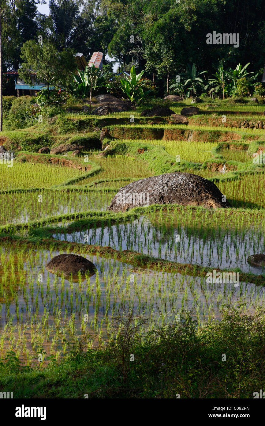 Risaie a terrazze, Batutumonga, Toraja Land, Sulawesi, Indonesia, Asia Foto Stock