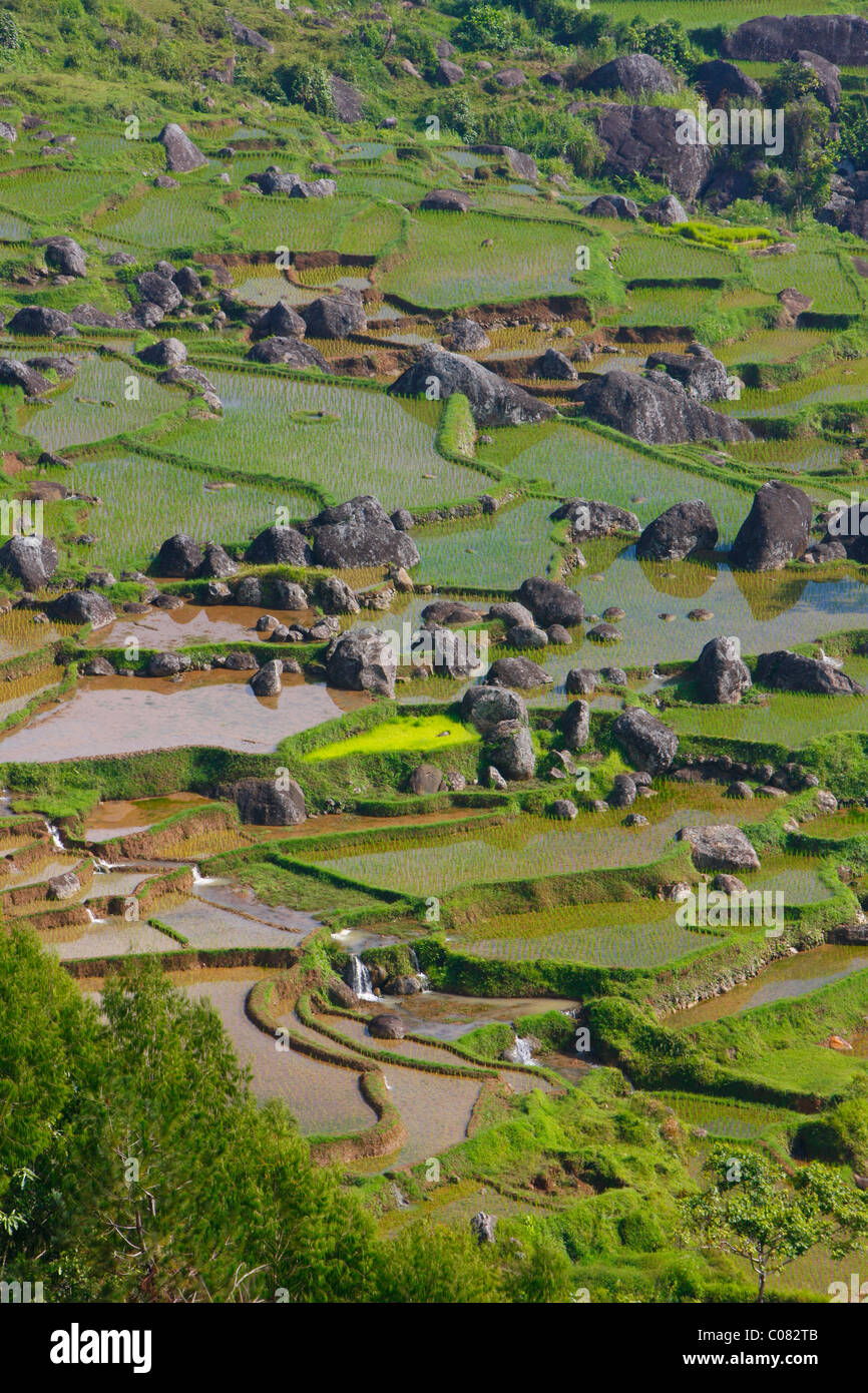 Campi di riso terrazzati, Batutumonga, Toraja land, Sulawesi, Indonesia, Asia Foto Stock