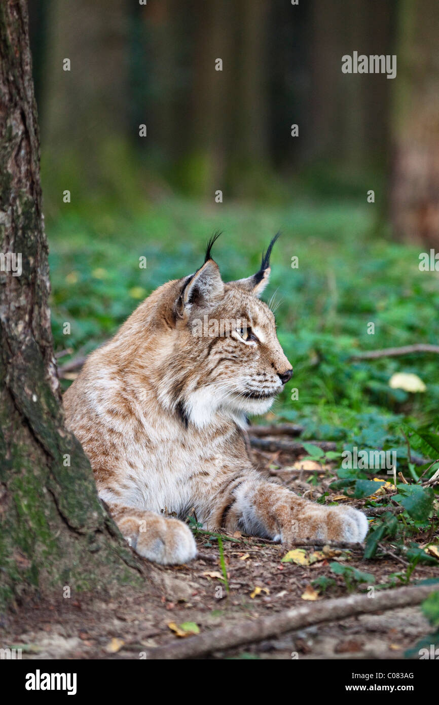 Lince europea (Lynx lynx), riposo, Baviera, Germania, Europa Foto Stock