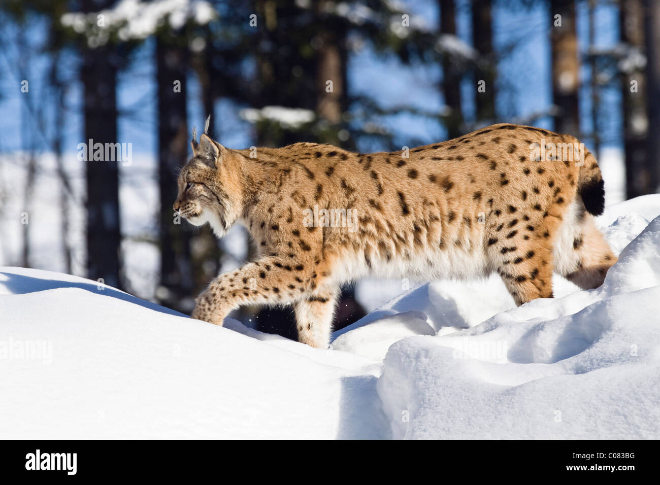 Lince europea (Felis lynx, Lynx lynx) in esecuzione nella neve, Parco Nazionale della Foresta Bavarese, Baviera, Germania, Europa Foto Stock