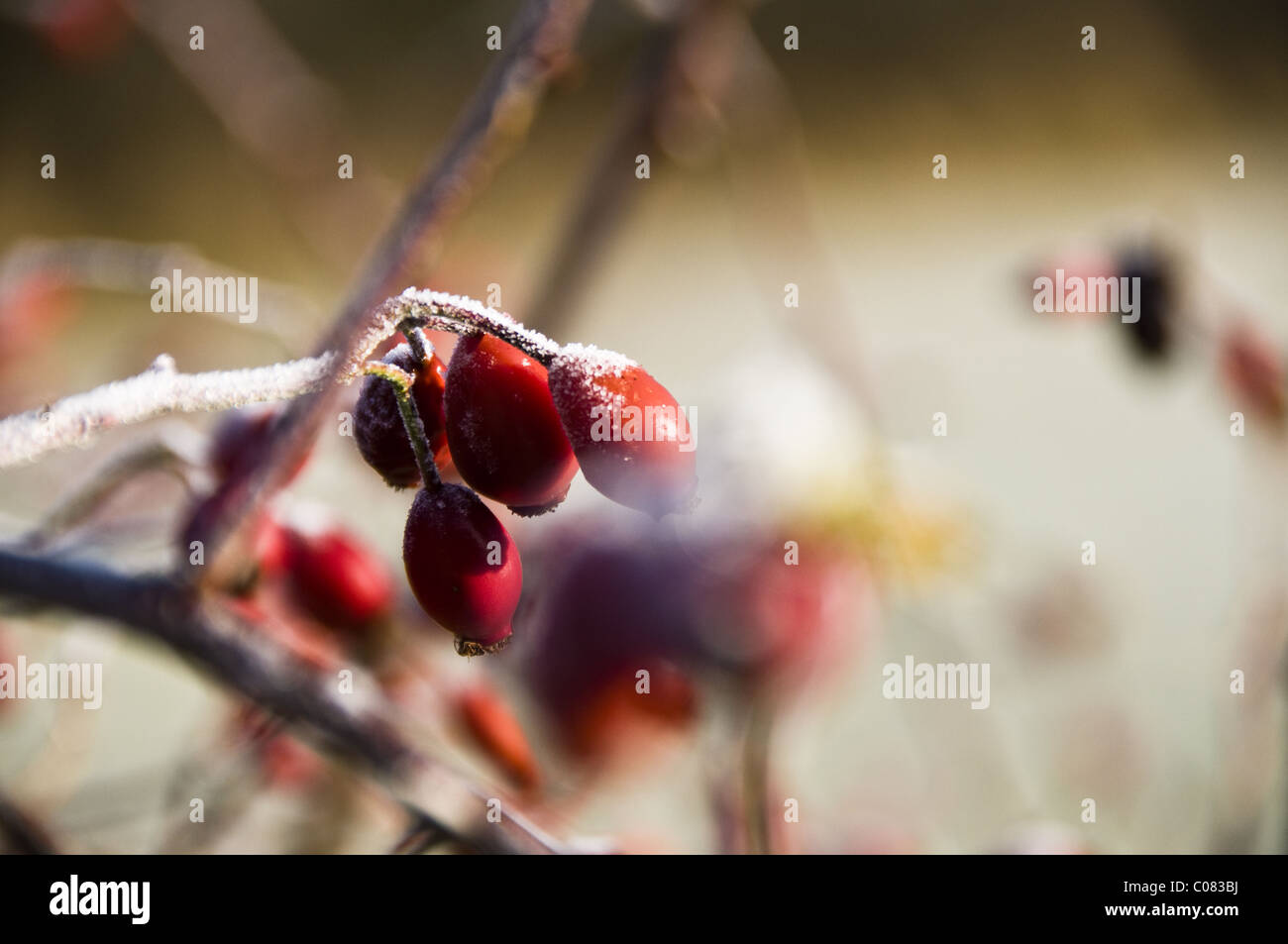 Rosa anca in inverno Foto Stock