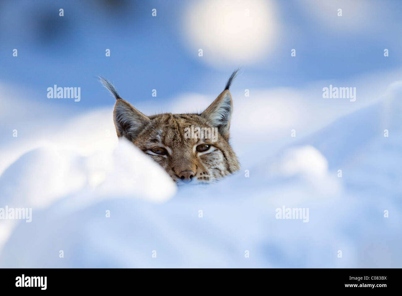 Lince europea (Felis lynx, Lynx lynx) nella neve, Parco Nazionale della Foresta Bavarese, Baviera, Germania, Europa Foto Stock