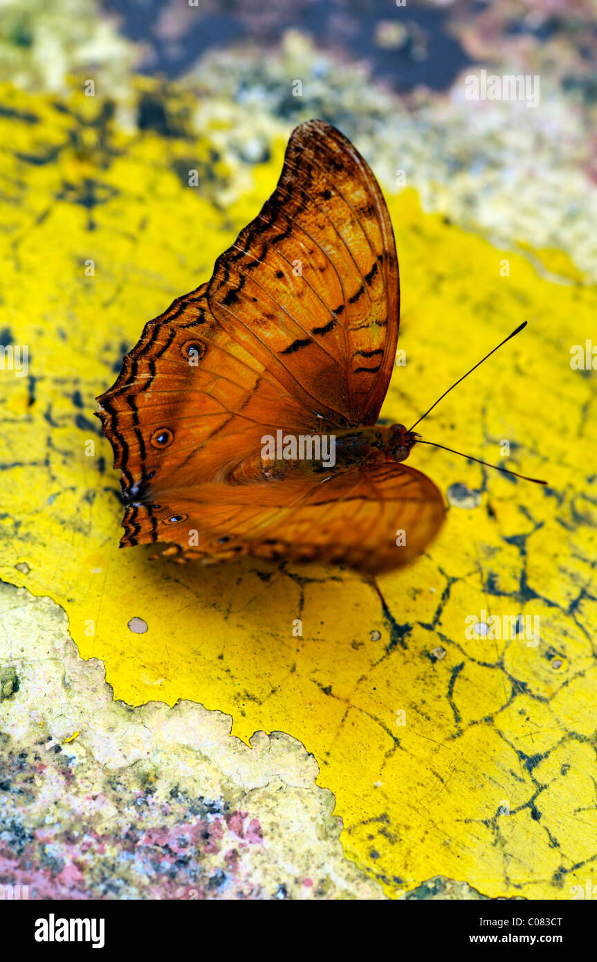Orange skipper parco butterfly Kuala Lumpur Kuala Lumpur in Malesia Foto Stock