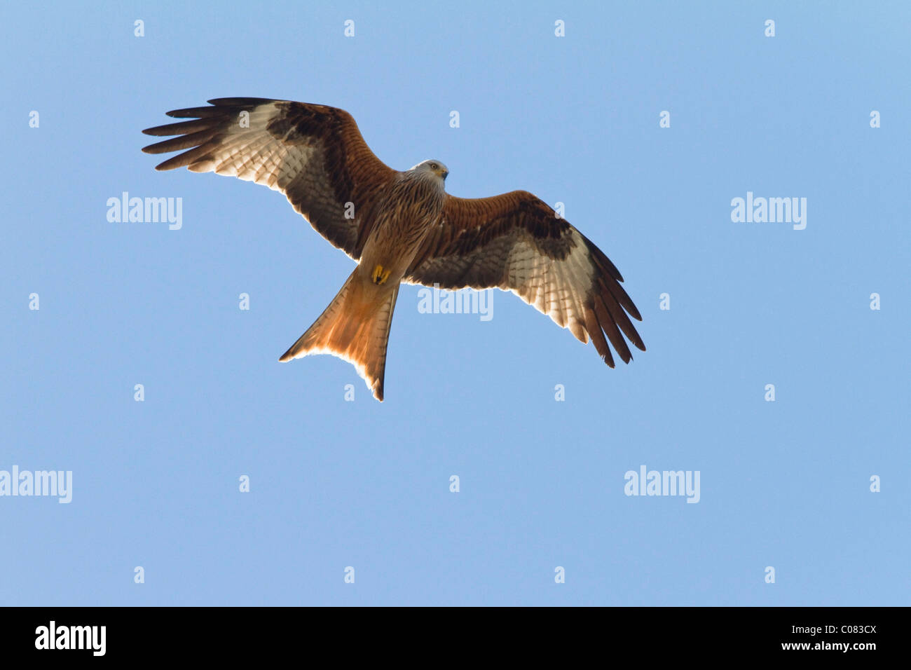 Nibbio reale (Milvus milvus) in volo, volteggiare, Baviera, Germania, Europa Foto Stock