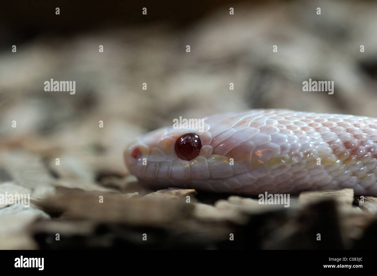 Snow mais completo di serpente Albino Cornsnake constrictor Foto Stock