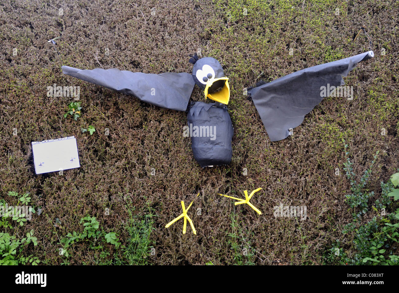 Lo Spaventapasseri nero uccello presso il festival Datchworth, Inghilterra, Regno Unito. Foto Stock