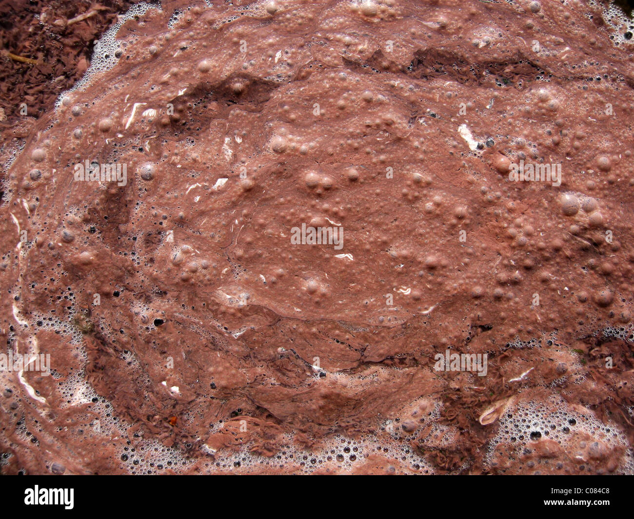 Il lago Albano, close-up di acqua rossa, a causa di Planktothrix rubescens, stagione invernale. Foto Stock