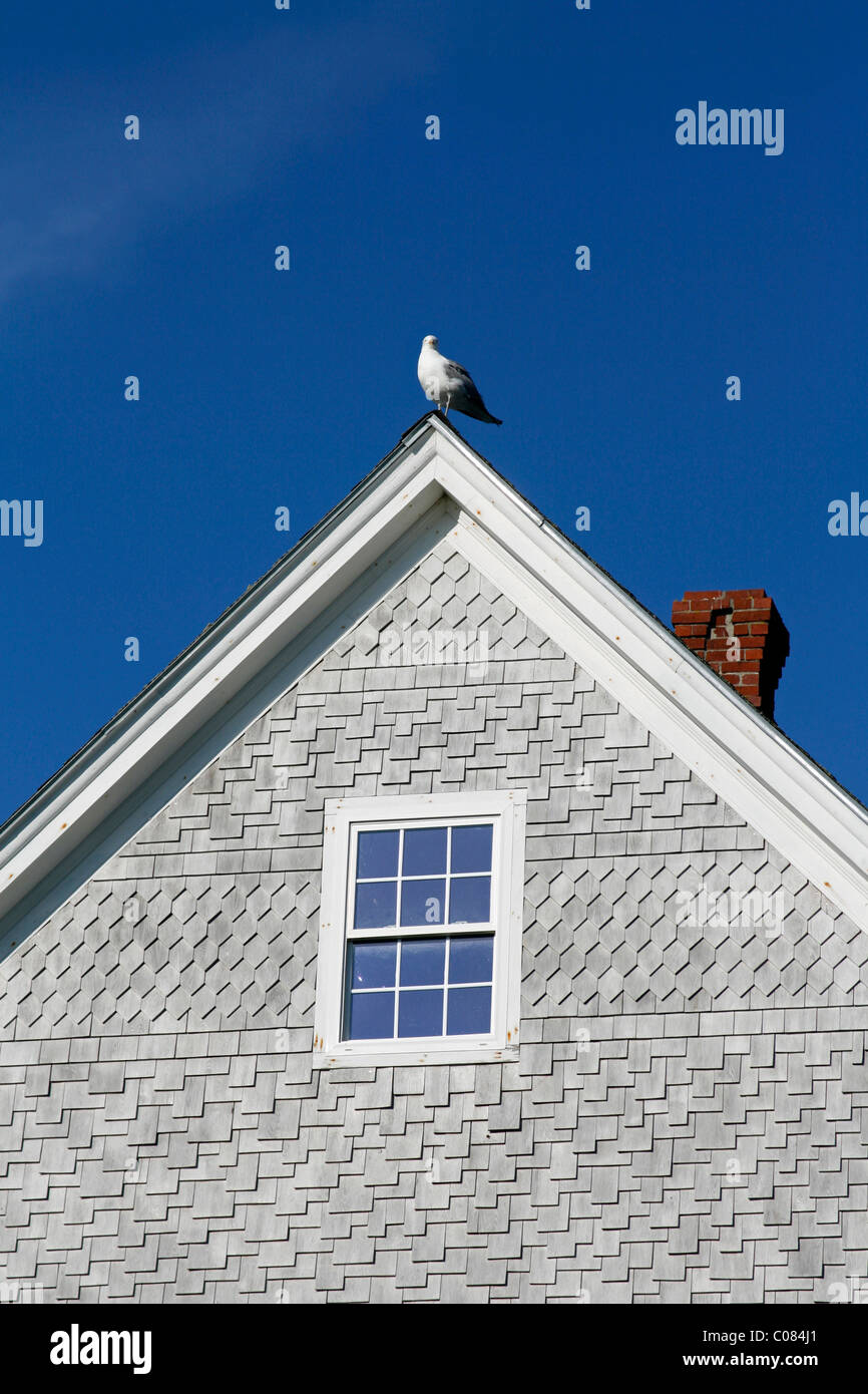 Seagull sul timpano, Monhegan Island, costa del Maine, New England, STATI UNITI D'AMERICA Foto Stock
