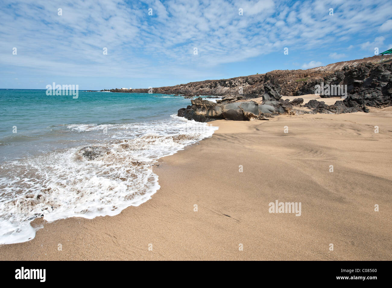 Il red rock granchio di mare Isola di Ascensione Sud Atlantico Grapsus grapsus Foto Stock