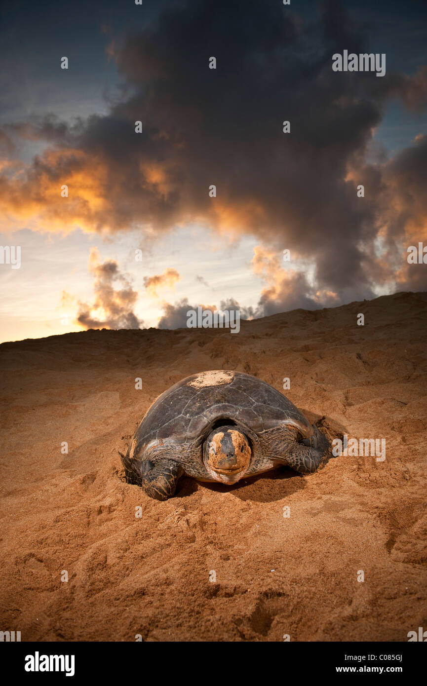 Tartaruga verde area di nidificazione sulla spiaggia Isola di Ascensione Sud Atlantico Foto Stock