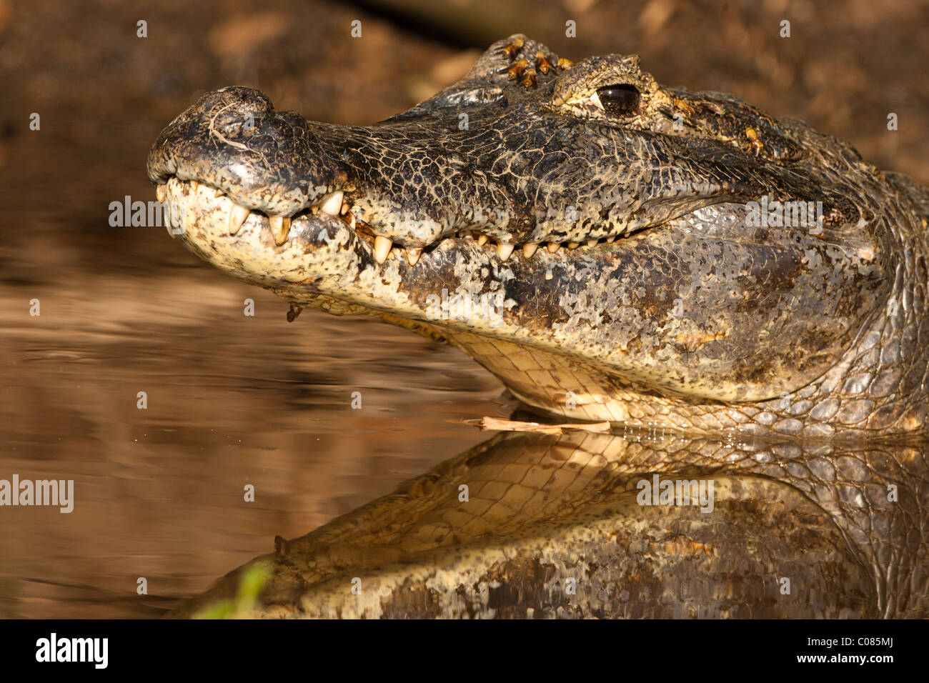 Caimano Spectacled nel fiume del Pantanal, Brasile Foto Stock