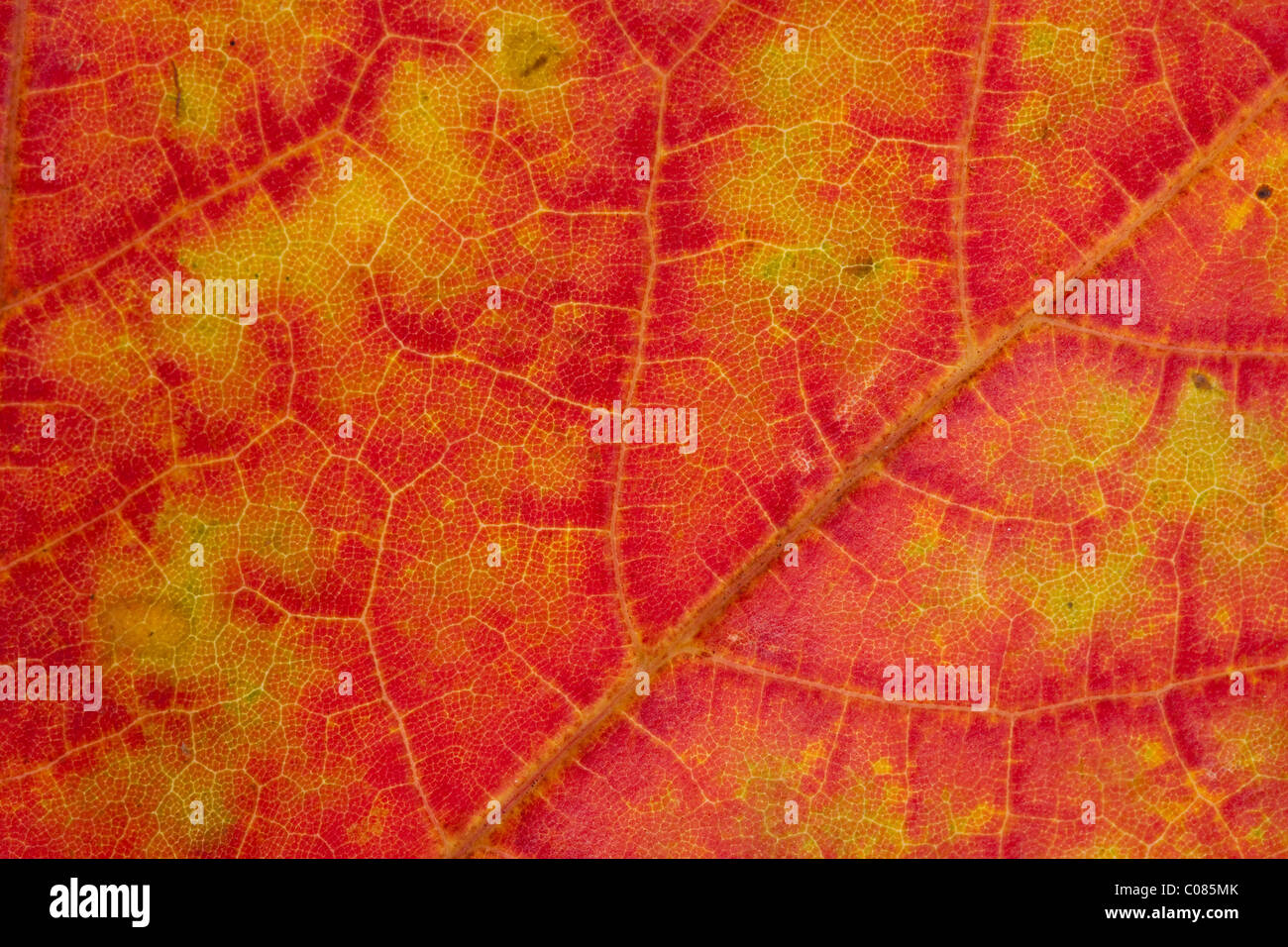 Close-up di un rosso maple leaf Foto Stock