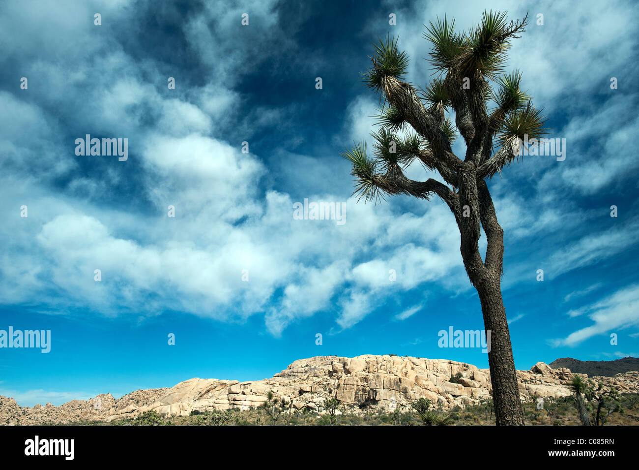 Joahua alberi che crescono nel Parco nazionale di Joshua Tree. Deserto Mojave, CALIFORNIA, STATI UNITI D'AMERICA Foto Stock