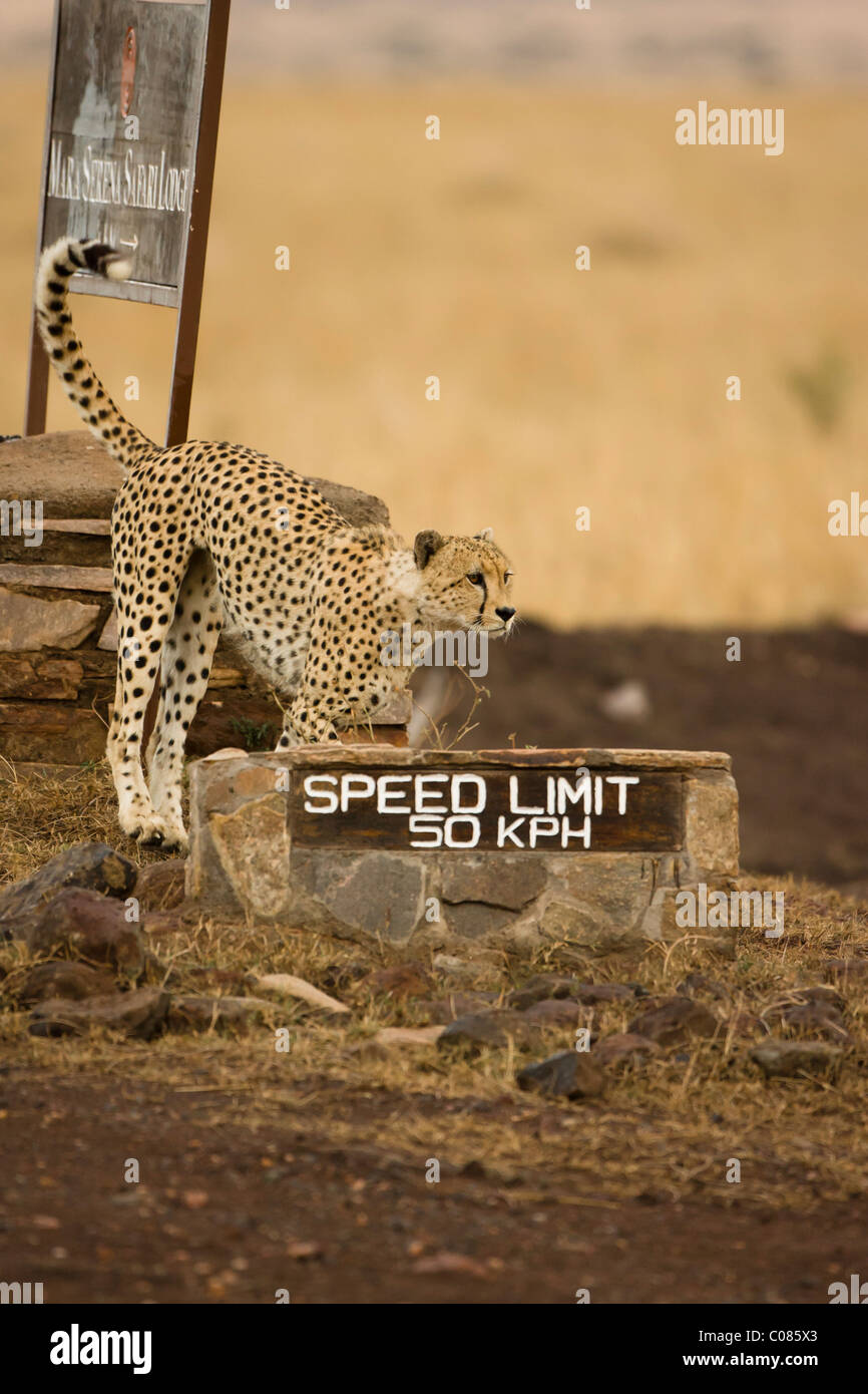 Cheetah al segnale di limite di velocità, il Masai Mara, Kenya Foto Stock