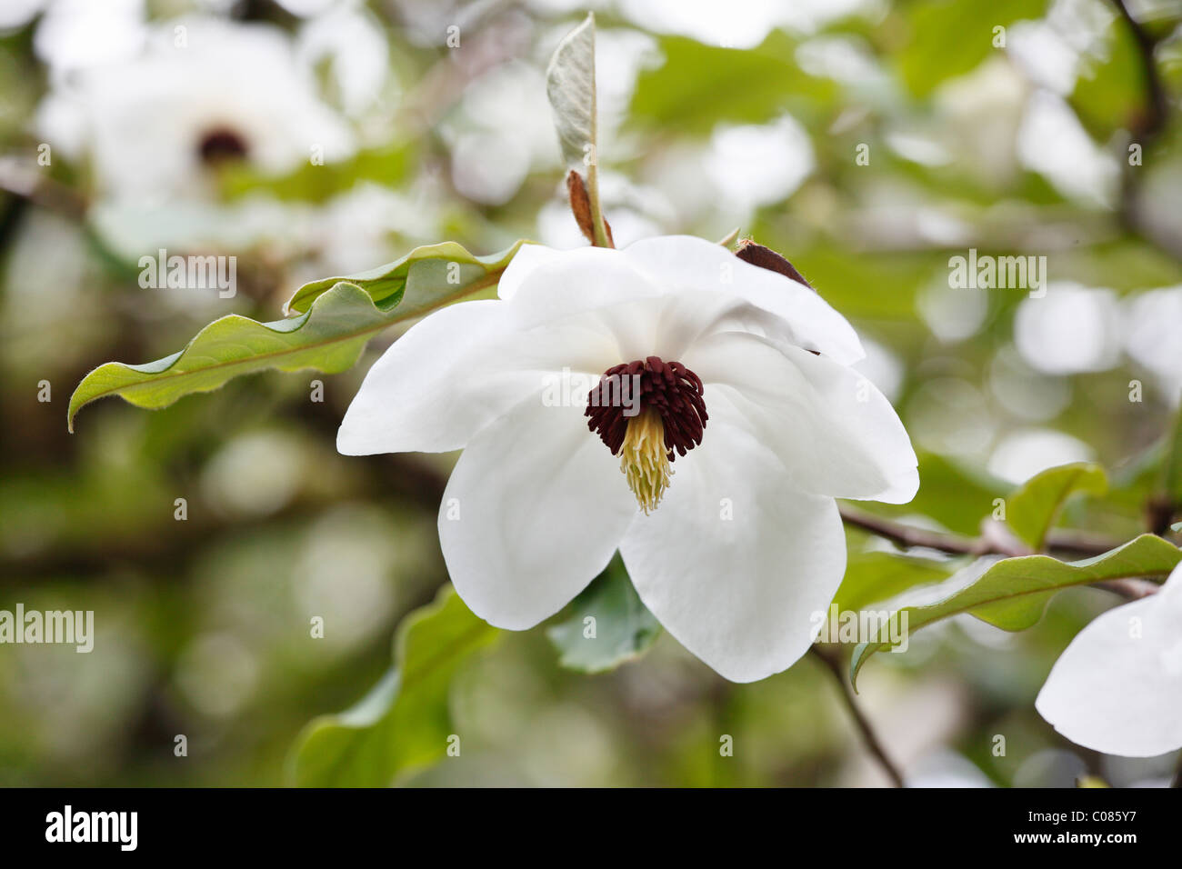 Fioritura Siebold della Magnolia o Oyama Magnolia (Magnolia sieboldii, Magnolia sinensis), Irlanda, Europa Foto Stock