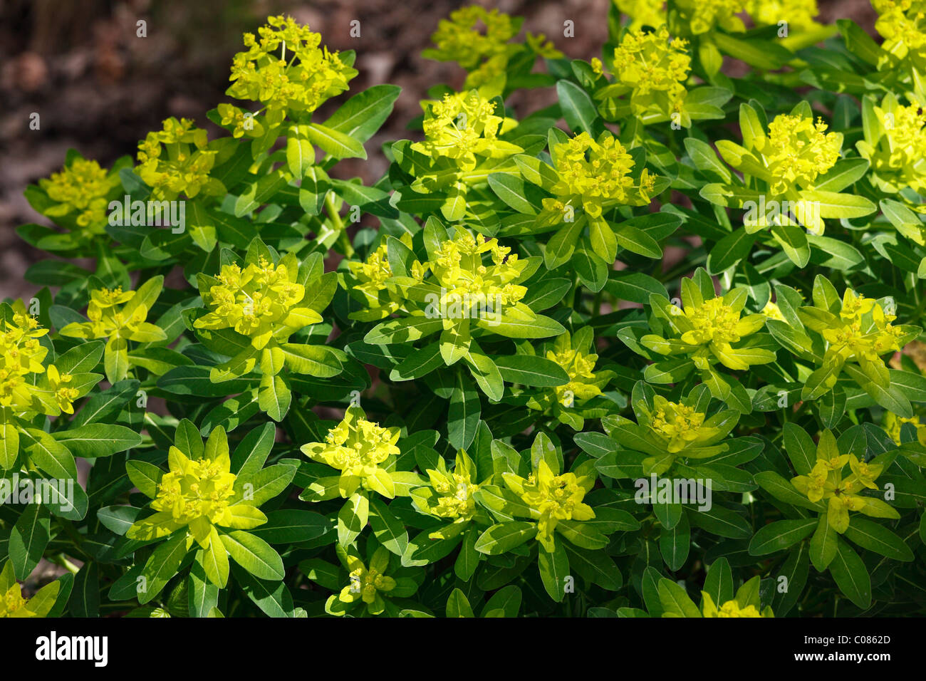 Fioritura di euforbia irlandese (Euphorbia hyberna), Irlanda, Isole britanniche, Europa Foto Stock