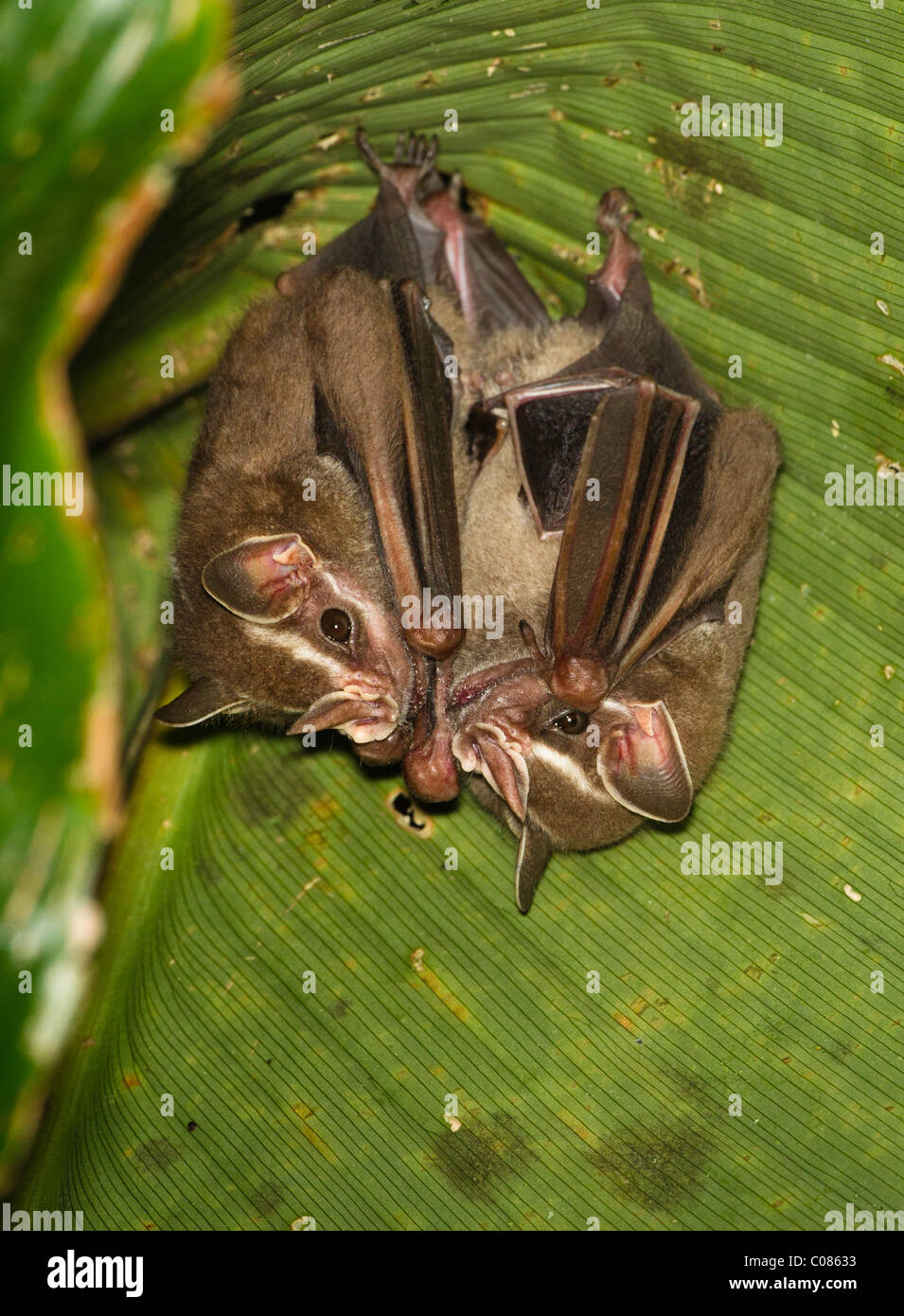 Tenda comune-making bat sono ' appollaiati sotto una foglia di palma, Costa Rica Foto Stock