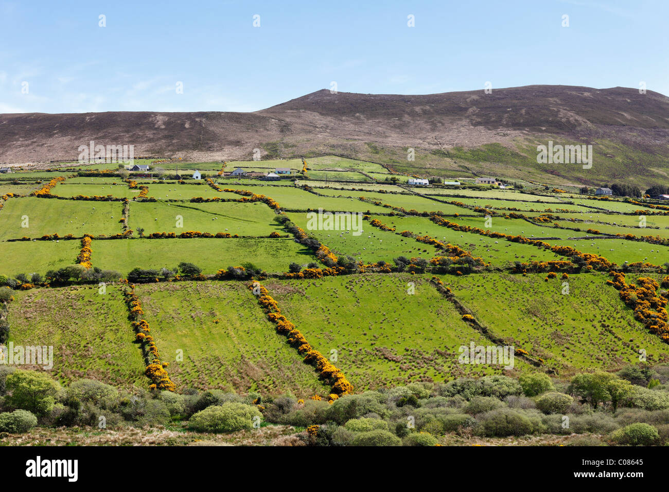 Paesaggio di pascolo con siepi, penisola di Dingle, nella contea di Kerry, Irlanda Isole britanniche, Europa Foto Stock