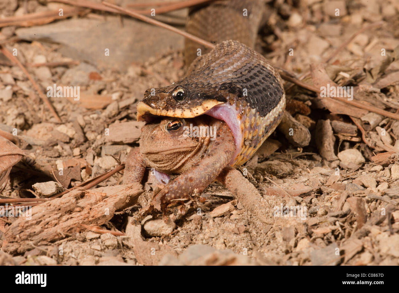 Orientale serpente Hognose mangiando un American Toad, STATI UNITI D'AMERICA Foto Stock