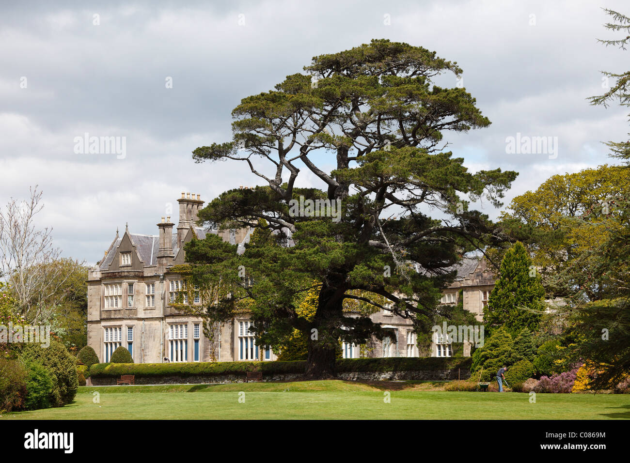 Muckross House e giardini, pino, Parco Nazionale di Killarney, nella contea di Kerry, Irlanda Isole britanniche, Europa Foto Stock