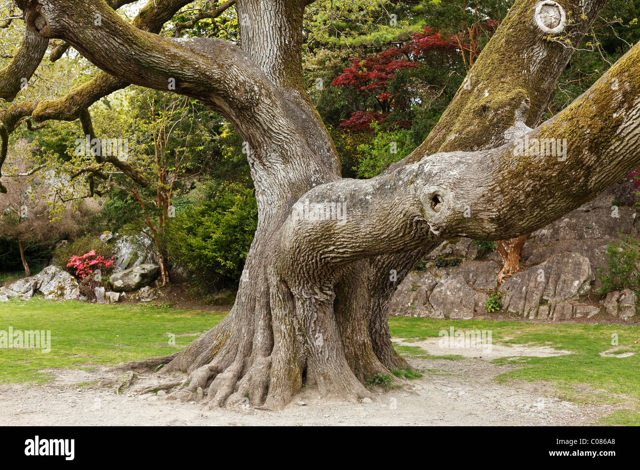 Vecchia Quercia, Muckross giardini, Parco Nazionale di Killarney, nella contea di Kerry, Irlanda Isole britanniche, Europa Foto Stock
