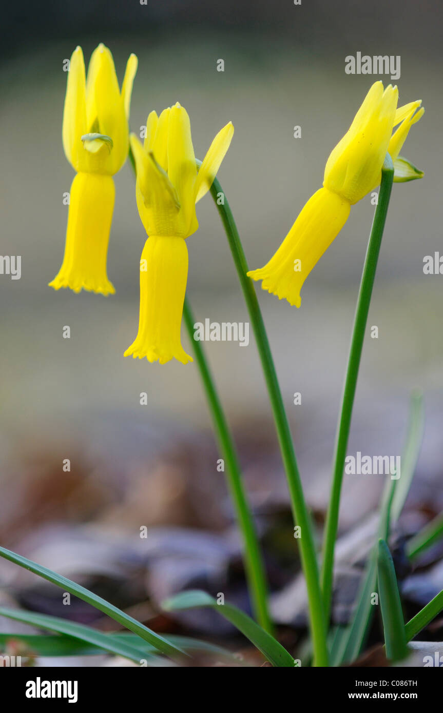 Ciclamino a fiore Daffodil (Narcissus cyclamineus) Foto Stock