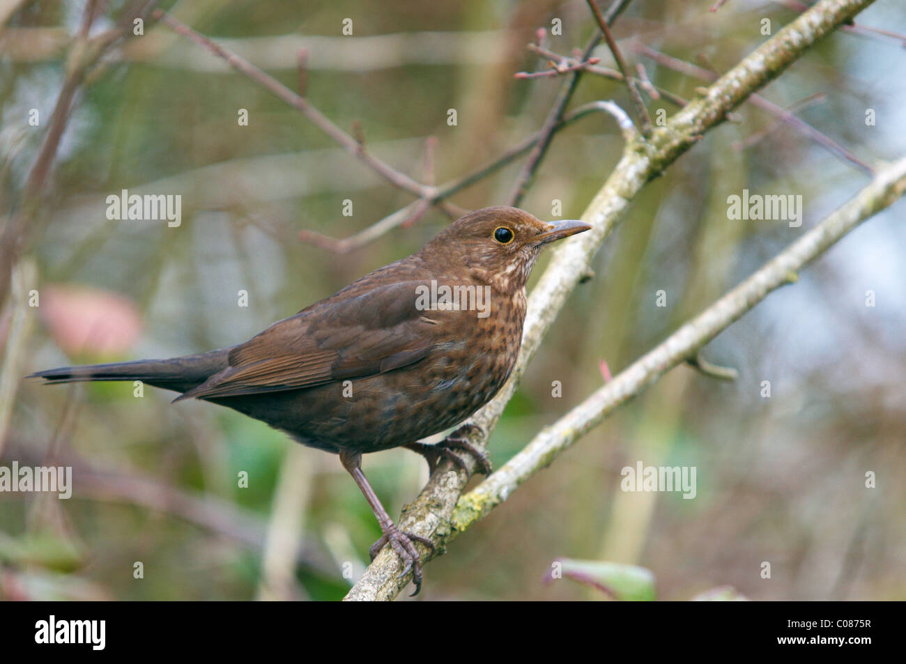 Femmina di merlo turdus merula appollaiato su un ramo Foto Stock