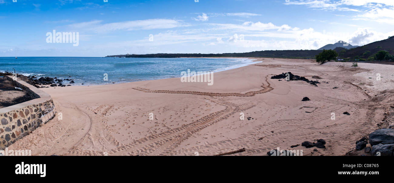 Tartaruga verde area di nidificazione sulla spiaggia Isola di Ascensione Sud Atlantico Foto Stock