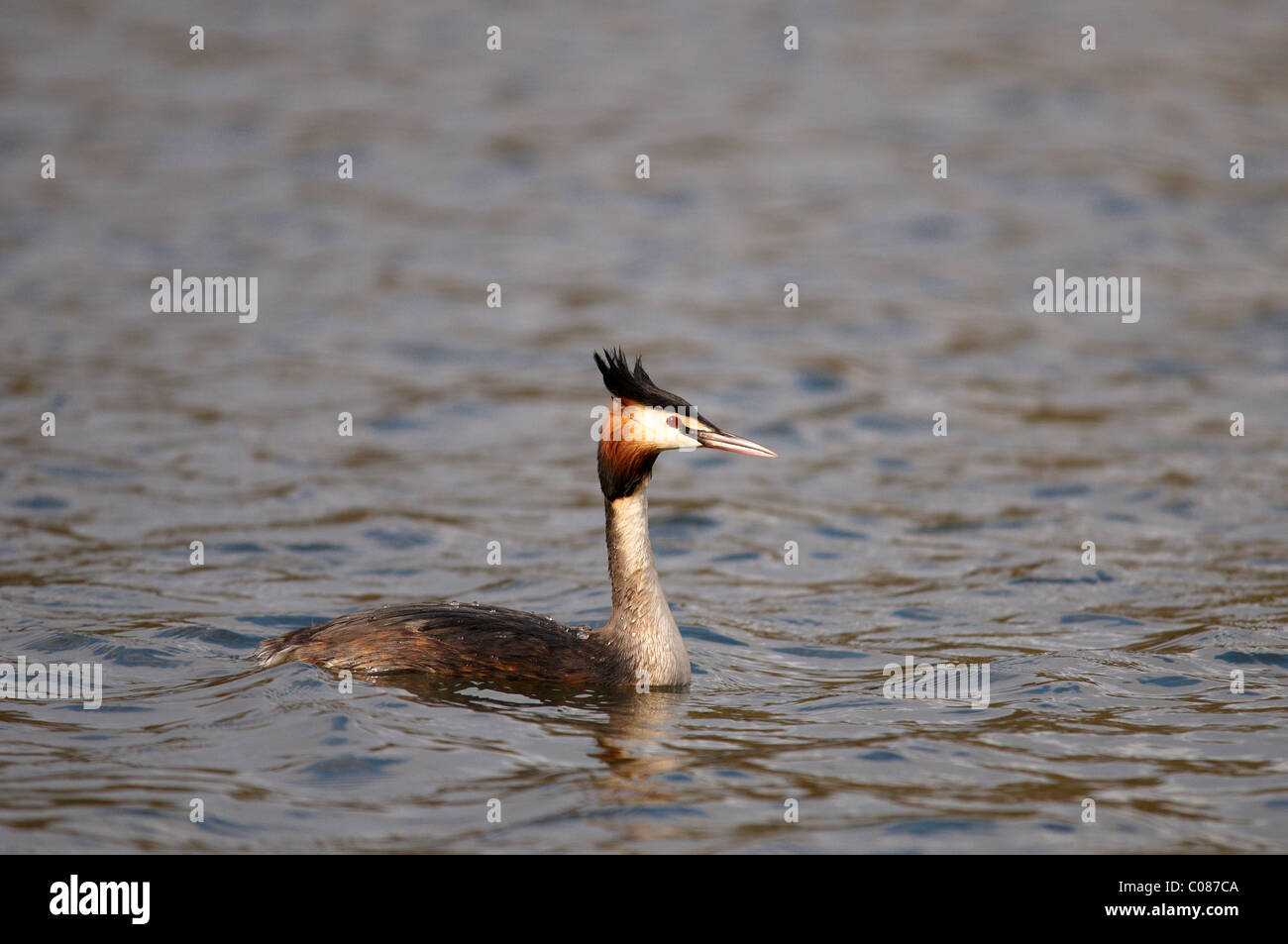 Svasso maggiore (Podiceps cristatus) nuotare in un lago Foto Stock