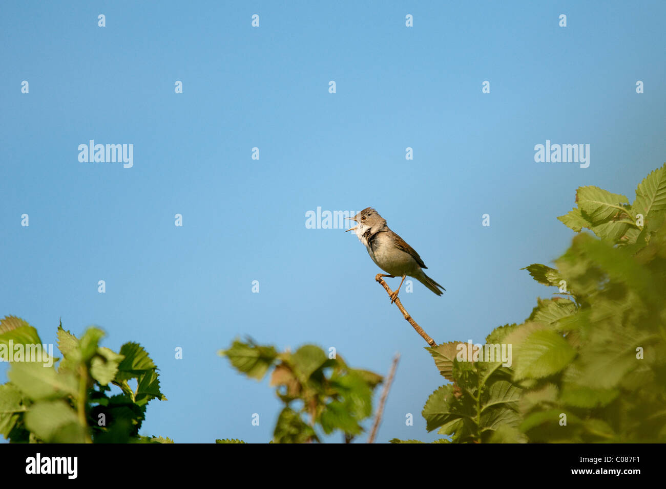 Whitethroat, Sylvia Communis su un ramo con cielo blu dietro Foto Stock