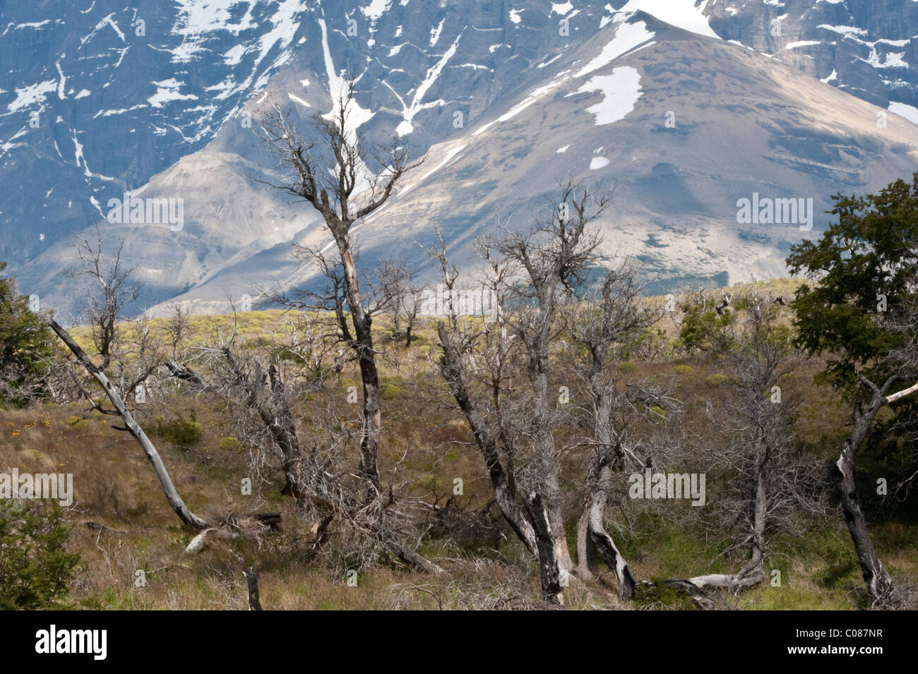 Il recupero della vegetazione dopo il 2005 un incendio nel Parco Nazionale Torres del Paine Cile. Bruciati tronchi di alberi ancora in evidenza Dic 2010 Foto Stock