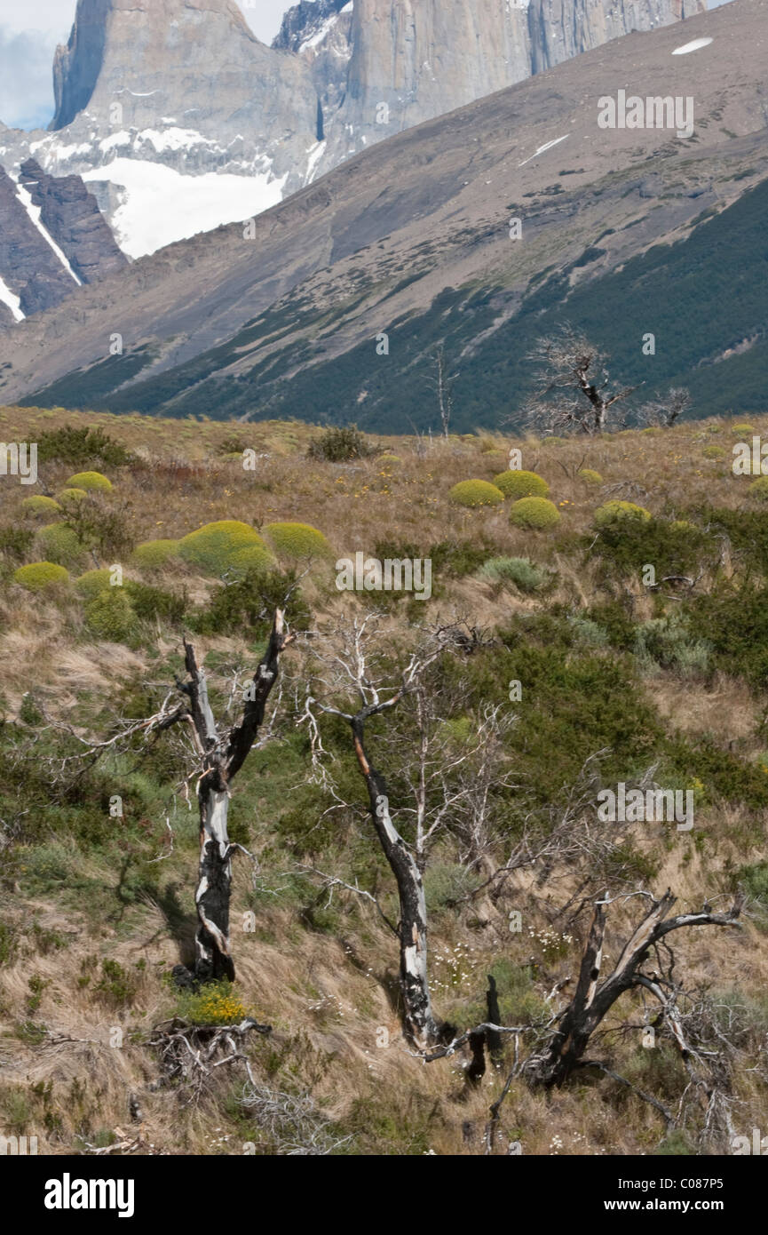 Il recupero della vegetazione dopo il 2005 un incendio nel Parco Nazionale Torres del Paine Cile. Bruciati tronchi di alberi ancora in evidenza Dic 2010 Foto Stock