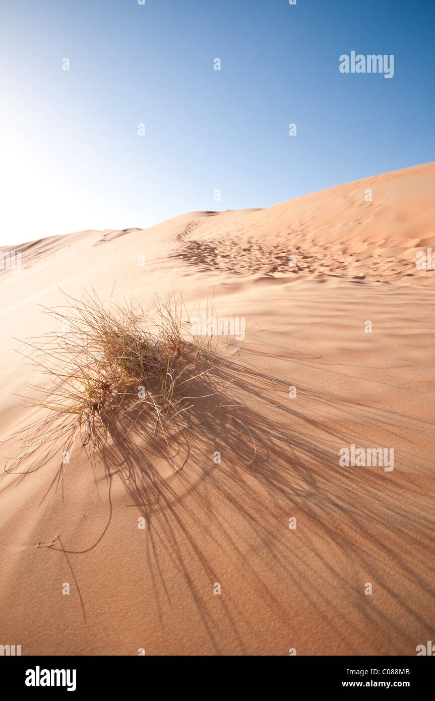 In erba delle dune Foto Stock
