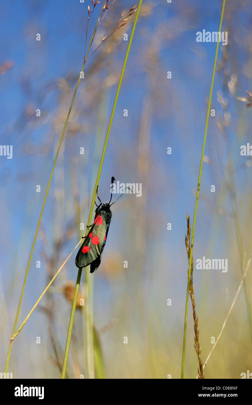 Sei spot Burnett (falena zygaena filipendulae,), fiore prato, yorkshire, Regno Unito Foto Stock