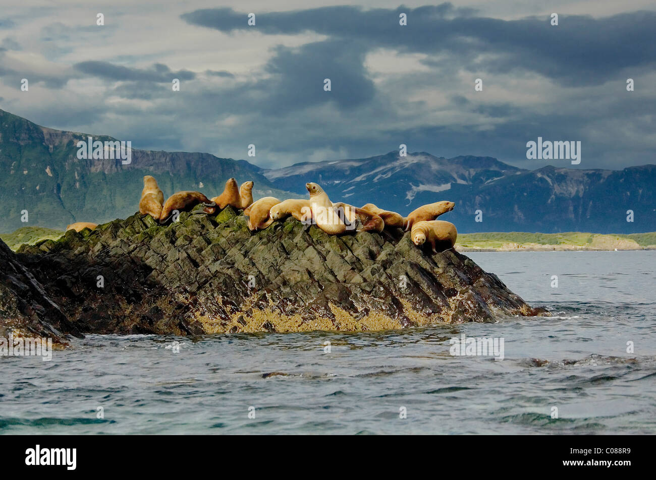 Steller leoni marini, Admiralty Island, Alaska Foto Stock