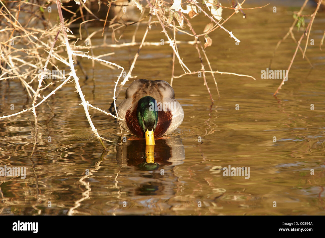 Maschio di Germano Reale Anas platyrhynchos nella luce dorata, con becco in acqua con la riflessione Foto Stock
