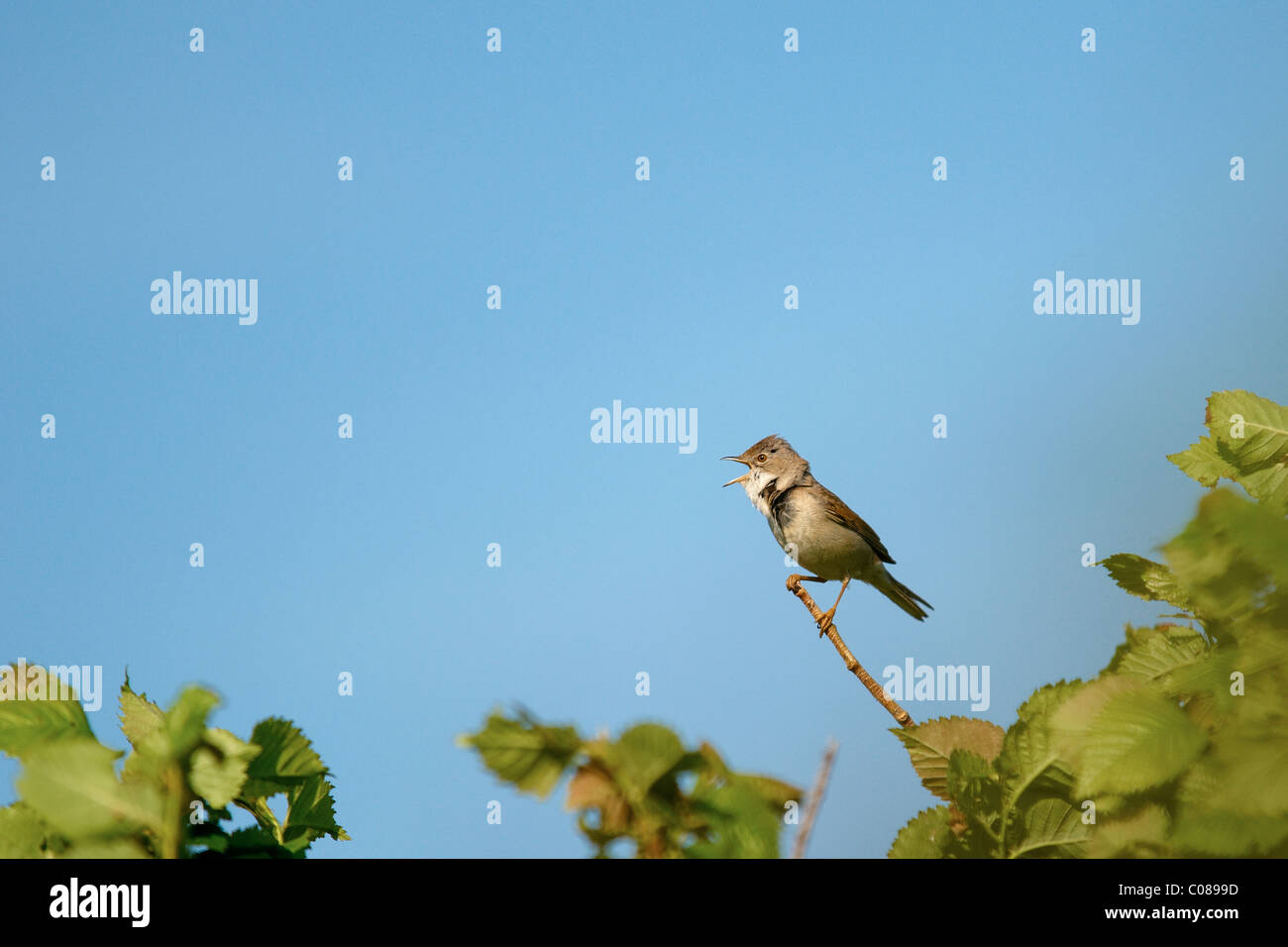 Whitethroat, Sylvia Communis su un ramo con cielo blu dietro Foto Stock